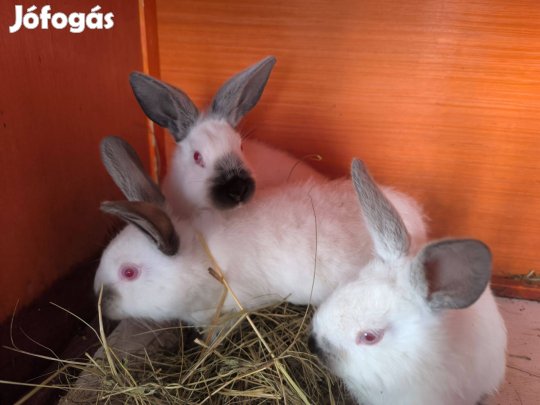 Élő nyuszik eladók