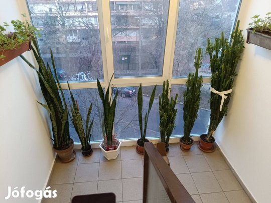Élő-zöld, Dekoratív és Látványos,Irodai és Szobanövények eladók