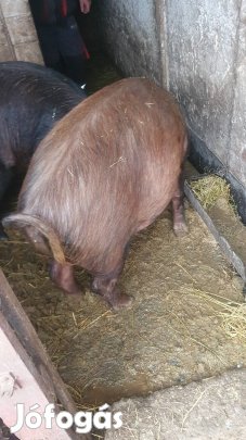 Előhasu  kocák költöznének 