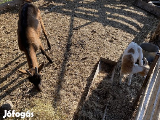 Előhasú anyakecske eladó gidájaval
