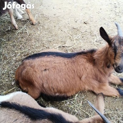 Elöhasu kecske eladó