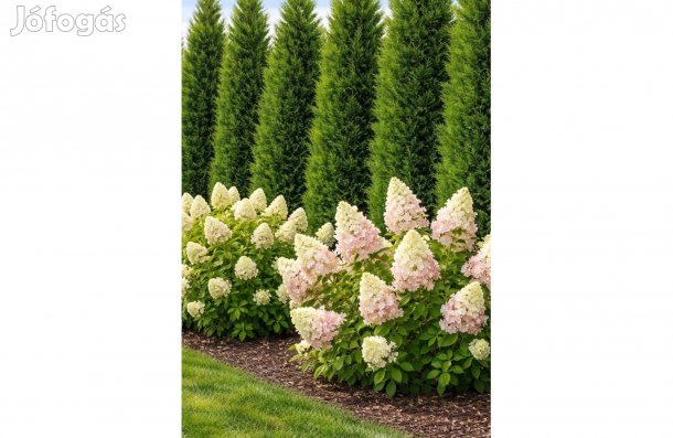 Előkert növény csomag Leylandi + hortenzia