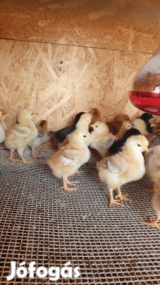 Előnevelt 3-4 hetes csirke