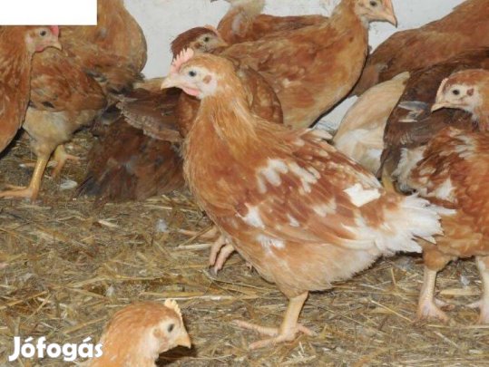 Előnevelt Csirke 4.5 hetes Jegyezhető Debrecenben, Folyamatosan