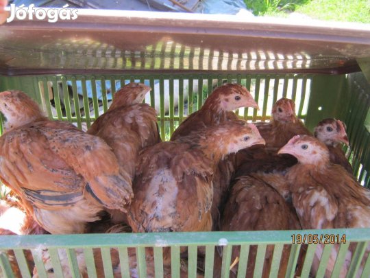 Előnevelt Csirke, Kacsa, Pulyka eladó!