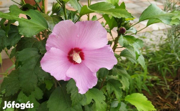 Előnevelt Szíriai Hibiszkusz cserjék eladók