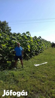 Előnevelt császárfa eladó. 