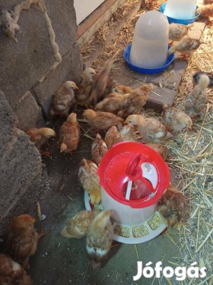 Előnevelt csibe eladó!!!