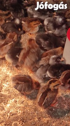 Előnevelt csirke 3-4 hetes eladó. 