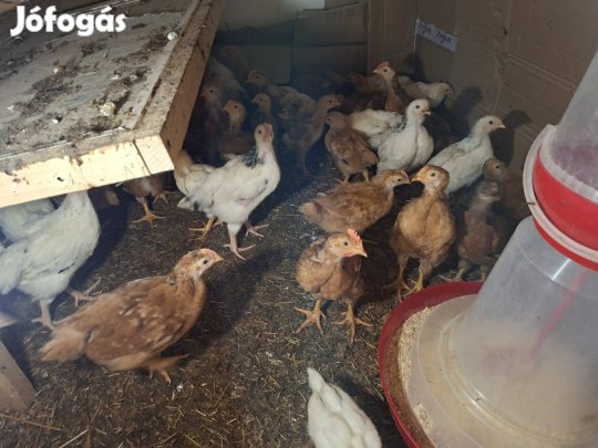 Előnevelt csirke , több korosztály
