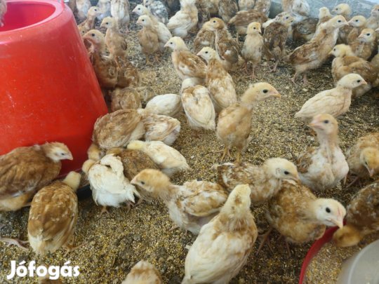 Előnevelt csirke , tyúk , kakas 