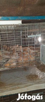 Előnevelt csirke eladó
