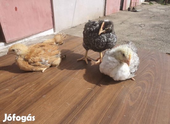 Előnevelt csirke eladó