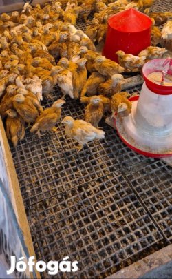 Előnevelt csirke eladó