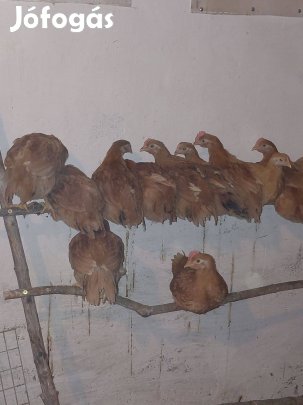 Előnevelt csirke kakasok