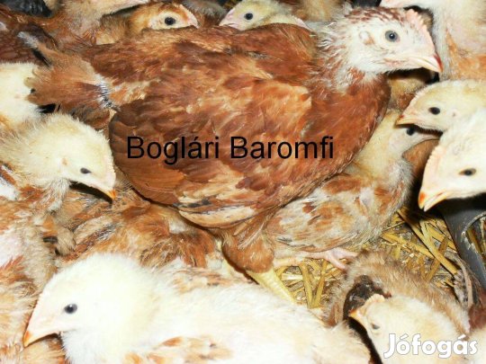 Előnevelt csirkék eladók