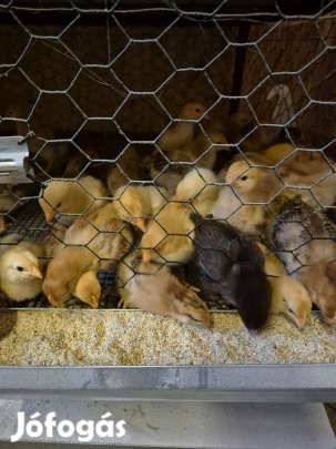 Előnevelt és napos csirke eladó