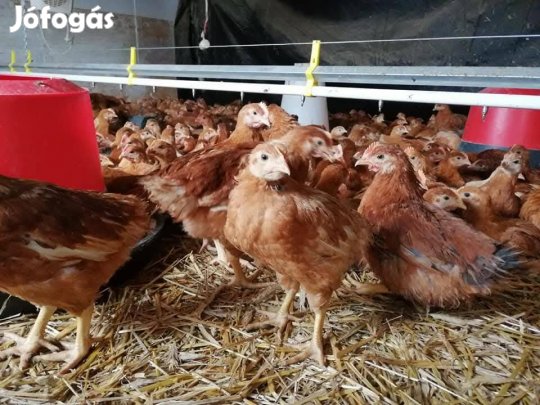 Előnevelt és vágó csirke rendelhetö