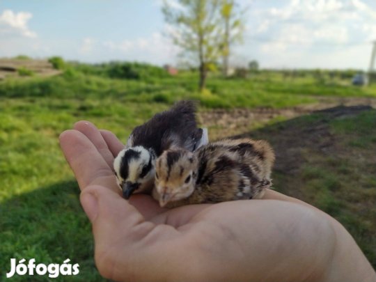 Előnevelt fácán, fácánok