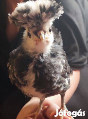 Elönevelt holland bóbitás