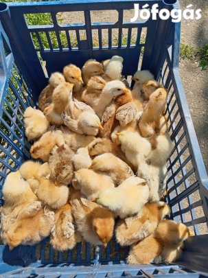 Előnevelt kettős hasznú csibe 