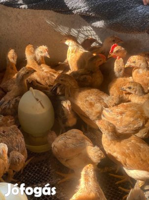 Előnevelt kettőshasznú red master