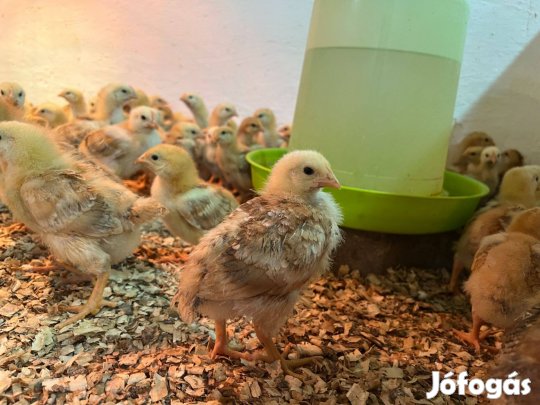 Előnevelt tojóhibrid Tetra-SL LL