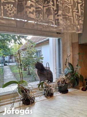 Előre pálya mögött családi ház eladó