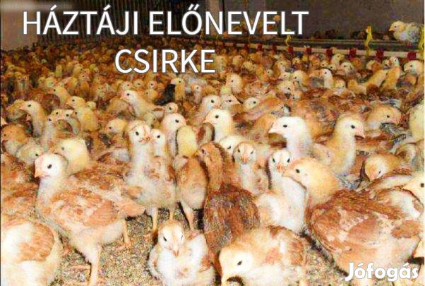 Előző 4 hetes holland állományú, előnevelt, háztáji tartású baromfi