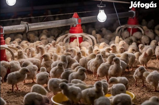 Előző Háztáji bio tápon nevelt, előnevelt 4 hetes csirke akció