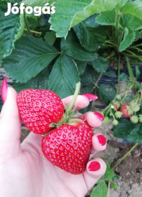 Elsanta eper palánta eladó