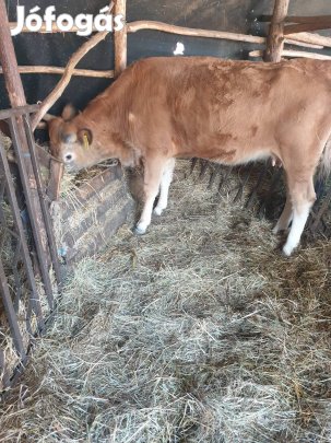Elso borjas tehén elado.