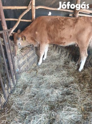 Első elésű tehen elado. 