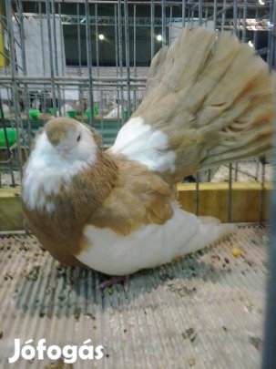 Első őshonos magyar galambfajták génbankjából Galambok eladók!