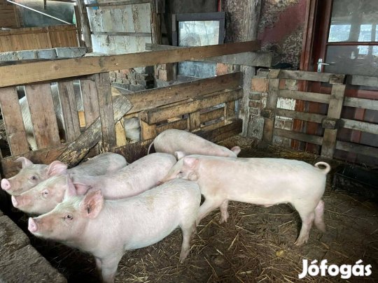 Elválasztott kismalac