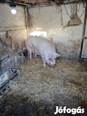 Elvihető egy szép nagy sertés! 