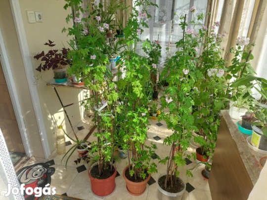 Elvihető olcsón citrom illatú muskátli