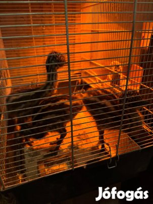 Emu csibe eladó