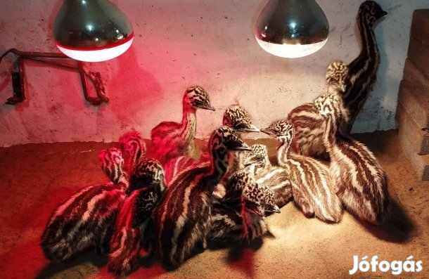 Emu csibe eladó Debrecenben