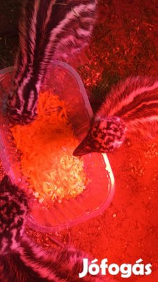 Emu csibék költöznének