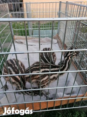 Emu csibék költöznének! 