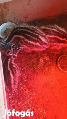 Emu csibék szerető gazdit keresnek