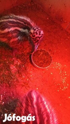 Emu csibék szerető gazdit keresnek