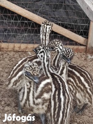 Emu csibék új terepen futkosnának