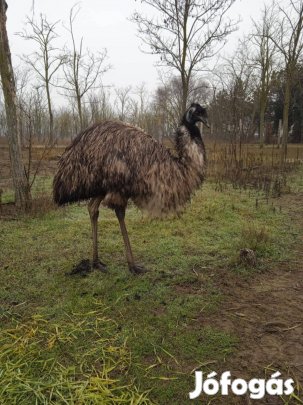 Emu kakas eladó