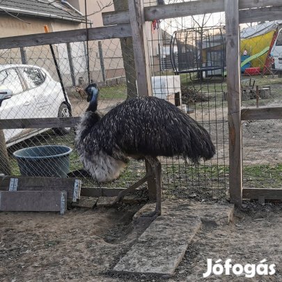 Emu kislány,tojó 