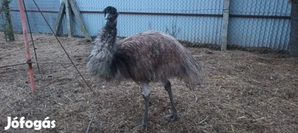 Emu madár, emulgél
