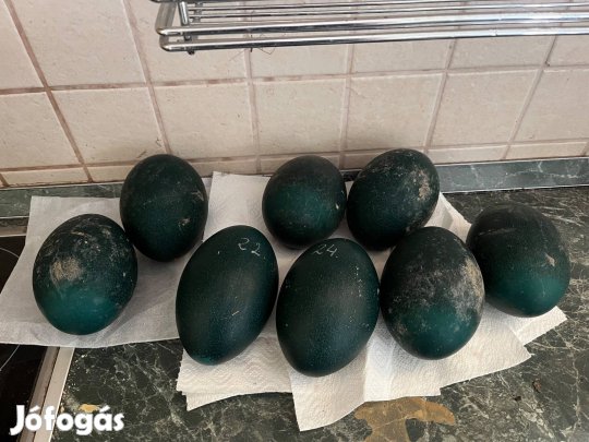 Emu tojások, keltetésre is alkalmas
