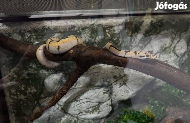 Enchi Bumblebee királypiton hím + felszerelés