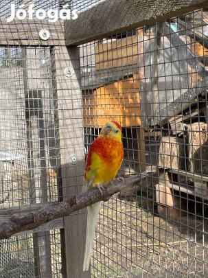 Énekes papagáj hím